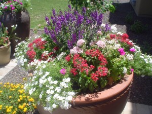 GPM Landscape Flowers 2