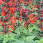 Salvia Lady In Red-GPM Landscape
